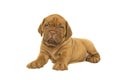 Cute dogue de Bordeaux puppy lying down looking at the camera isolated on a white background Royalty Free Stock Photo