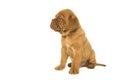 Dogue de Bordeaux puppy seen from the side looking away isolated on a white background Royalty Free Stock Photo