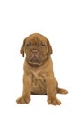 Dogue de Bordeaux puppy sitting isolated on a white background Royalty Free Stock Photo
