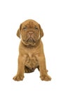 Cute dogue de Bordeaux puppy sitting looking at the camera cut out on a white background Royalty Free Stock Photo