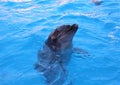 Cute Dolphin in the pool