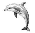 Cute dolphin sketch hand drawn engraving style illustration Royalty Free Stock Photo