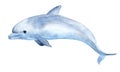 Cute dolphin. Watercolor illustration Royalty Free Stock Photo