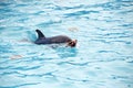 Cute dolphins during a speech at the dolphinarium