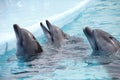 Cute dolphins during a speech at the dolphinarium