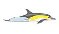 Cute dolphins. Vector illustration. Color dolphin. Delphinus delphis