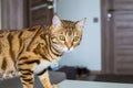 Cute domestic Bengal cat walking around a house with a blurry background Royalty Free Stock Photo