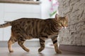 Cute domestic Bengal cat walking around a house with a blurry background Royalty Free Stock Photo