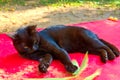 Cute domestic black cat lies on a red surface. Royalty Free Stock Photo