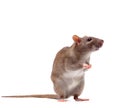 Cute domestic brown rat Royalty Free Stock Photo