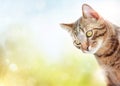 Cute domestic cat with blurry background Royalty Free Stock Photo