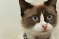 Cute domestic cat Royalty Free Stock Photo