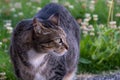 Cat close up lying in the grass