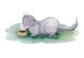 Cute domestic cat eats canned meat. Watercolor composition Royalty Free Stock Photo
