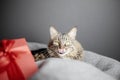 A cute domestic cat lies on a beanbag chair and licks its nose. There is a red gift box next to it. Focus on the cat's