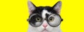 Cute domestic cat wearing glasses Royalty Free Stock Photo