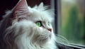 Cute domestic cat looking at camera, feline whisker ,generative AI