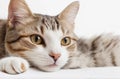 Cute Domestic Cat Lounging with Adorable Gaze: Charming Feline Moment.