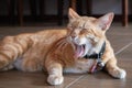 Cute domestic cat lying on grounds. Thai orange and white cat