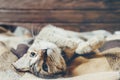 Cute domestic cat lying on his back with paws up.