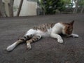 A cute domestic cat is lying in the middle of a lonely road.