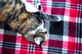 Cute domestic cat lying on red woolen plaid