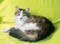 Cute domestic cat lying on the sofa, young cat spending time at home Royalty Free Stock Photo