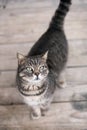 Cute domestic cat Royalty Free Stock Photo