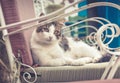 Cute domestic cat Royalty Free Stock Photo