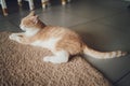 Cute domestic cat resting on the floor on the carpet at home. Royalty Free Stock Photo