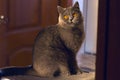 A cute domestic cat sits and looks at the camera, a beautiful kitty with yellow eyes