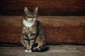 Cute domestic cat sitting on wooden floor near rustic slavic house, funny grey cat posing in countryside outdoors close-up, pet Royalty Free Stock Photo