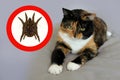 Cute domestic cat with stains close-up, enlarged ear mite in red circle, copy space, veterinary concept