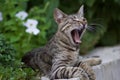 Cute domestic cat yawning
