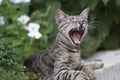 Cute domestic cat yawning