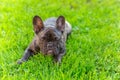 Cute domestic dog brindle French Bulldog breed Royalty Free Stock Photo