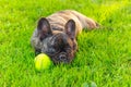 Cute domestic dog brindle French Bulldog breed