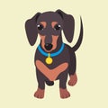 Cute domestic dog dachshund breed on the white background.