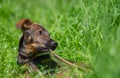 Cute domestic dog lying in grass with a stick in mouth