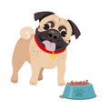 Cute domestic dog Pug breed on the white background.