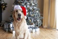 cute domestic dog in santa hat sits at home on wooden floor in christmas interior against the new year tree Royalty Free Stock Photo