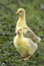 Cute domestic geese Anser anser domesticus chicks