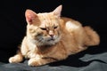 cute domestic ginger cat dozing