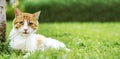 Cute domestic ginger cat relax in outdoor garden