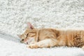 cute domestic ginger cat resting on white soft carpet Royalty Free Stock Photo
