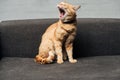 cute domestic ginger cat sitting and yawning on sofa