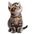 Cute domestic kitten looking up, white background Royalty Free Stock Photo