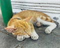 Cute domestic kitten with orange furr sleeping in the road. Angelic face