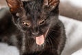 Cute domestic kitten yawning Royalty Free Stock Photo