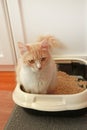 Cute domestic longhair cat in cat toilet